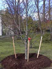 Beech Tree honoring Louise M. Castle